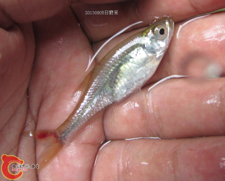 我的鳊鱼1.jpg