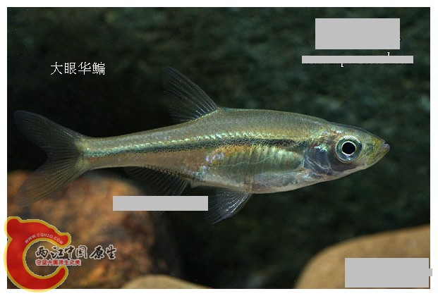 大眼华鳊.jpg