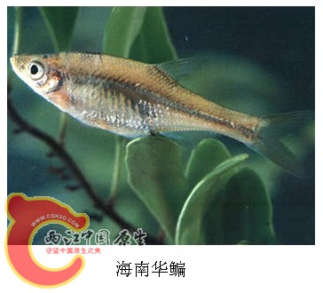 海南华鳊.jpg