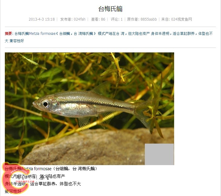 台湾梅氏鳊.jpg
