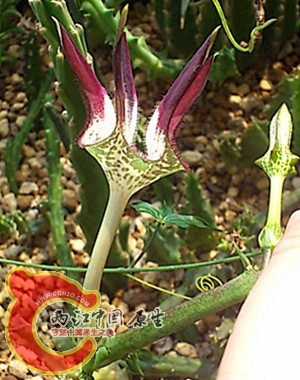 DSC_0533_副本.jpg