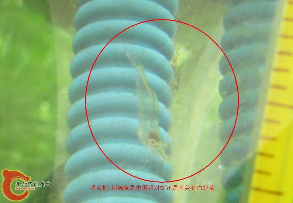 明对虾苗.jpg