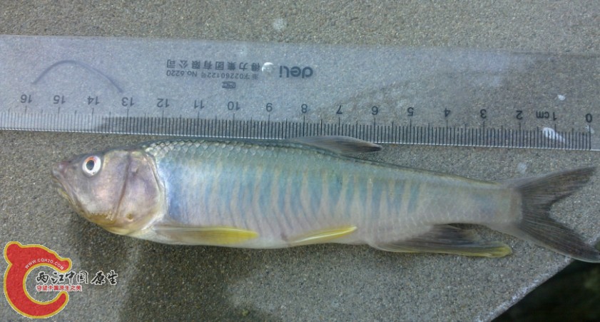 南方马口