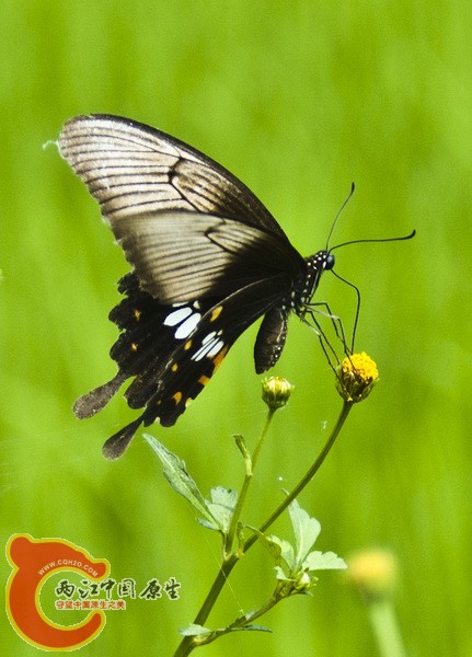 DSC_3007.jpg
