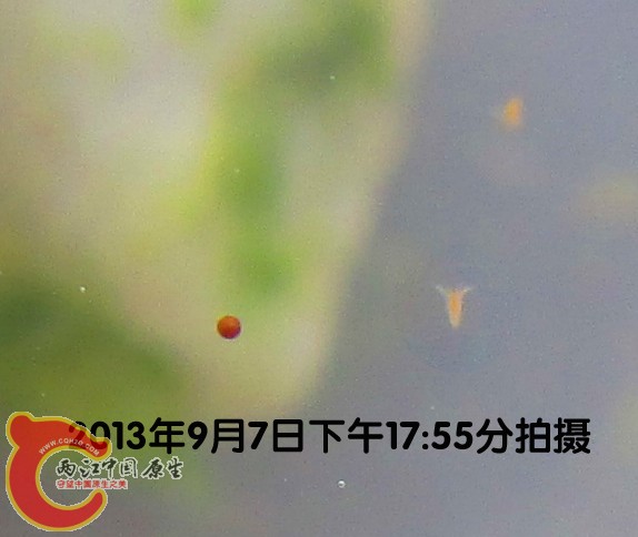 卤虫.jpg