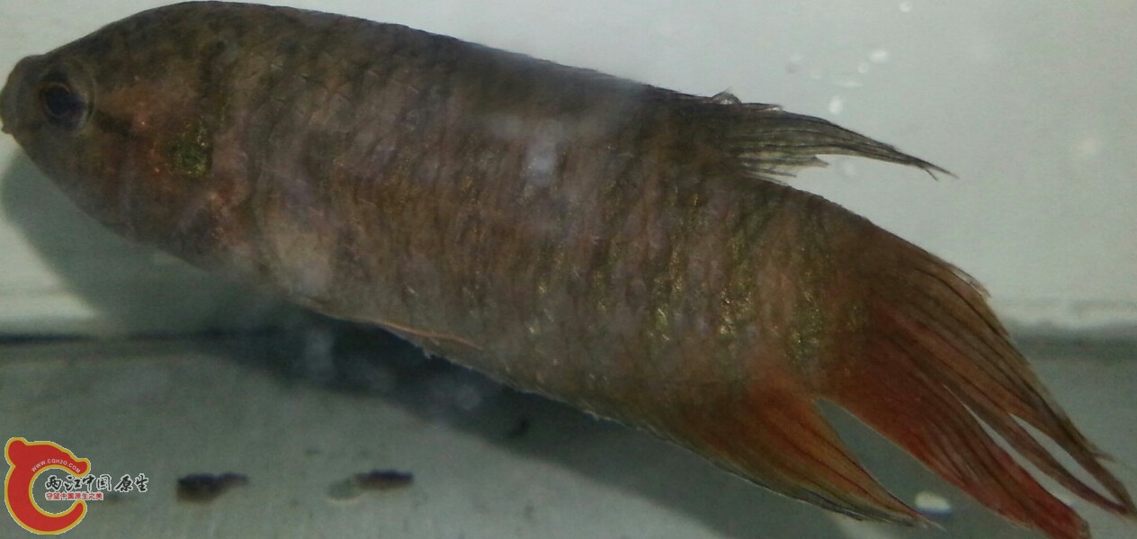 IMG_20130908_110128.jpg
