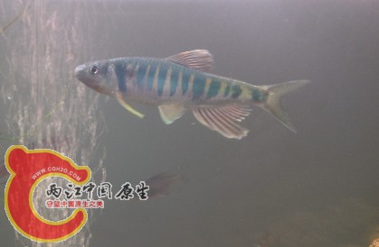 美人啊