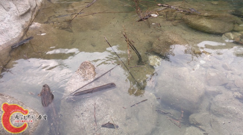 其实水里很多子陵虾虎鱼，宽都被我吓走了