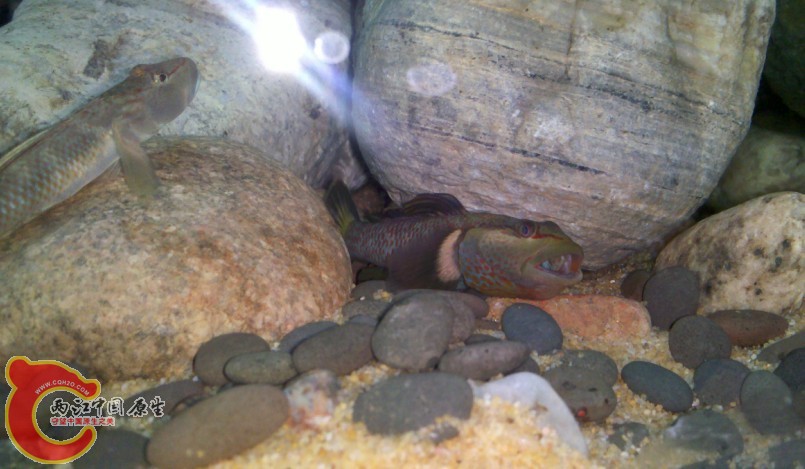 超级神农 太美了