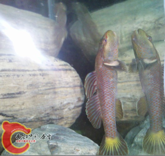 超级神农 太美了