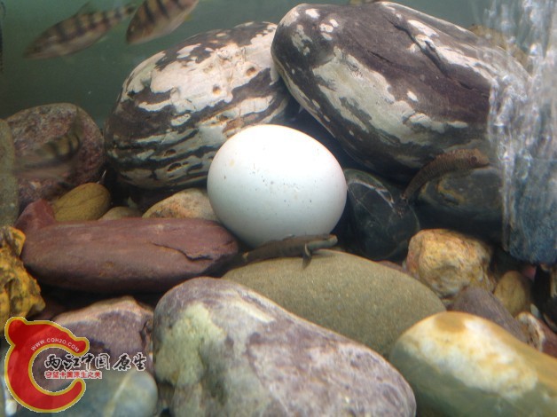 貌似溪吻~哇哈哈