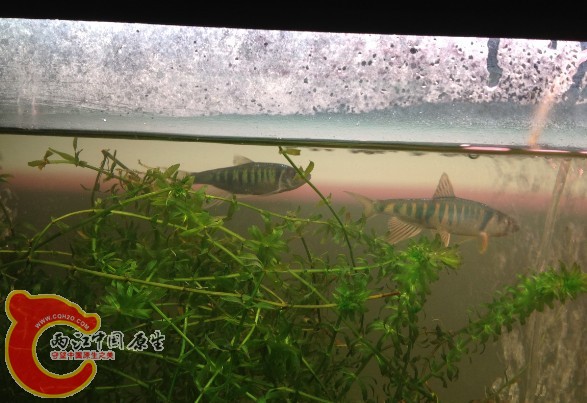 我的最爱，可惜只有两条