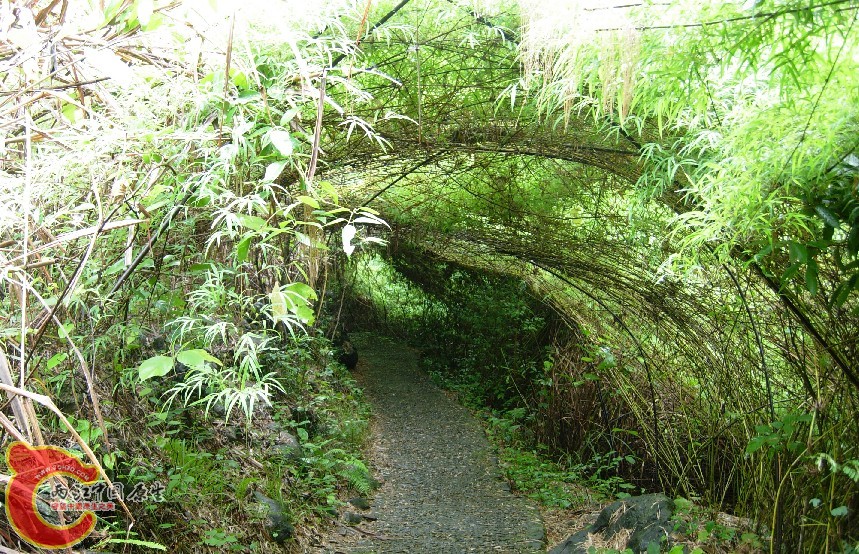 竹洞