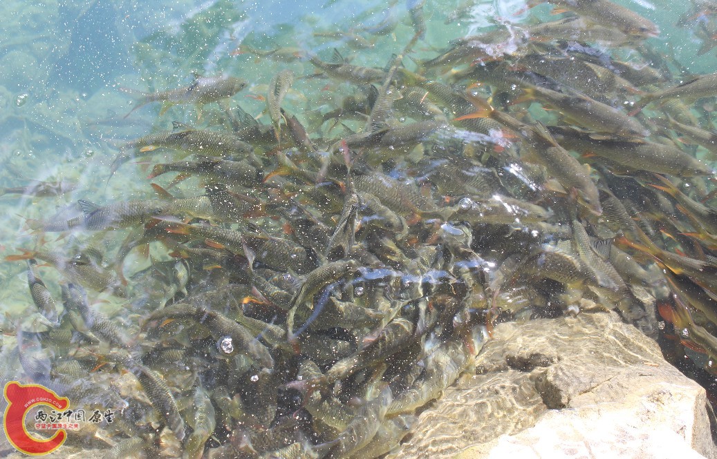 鱼群3