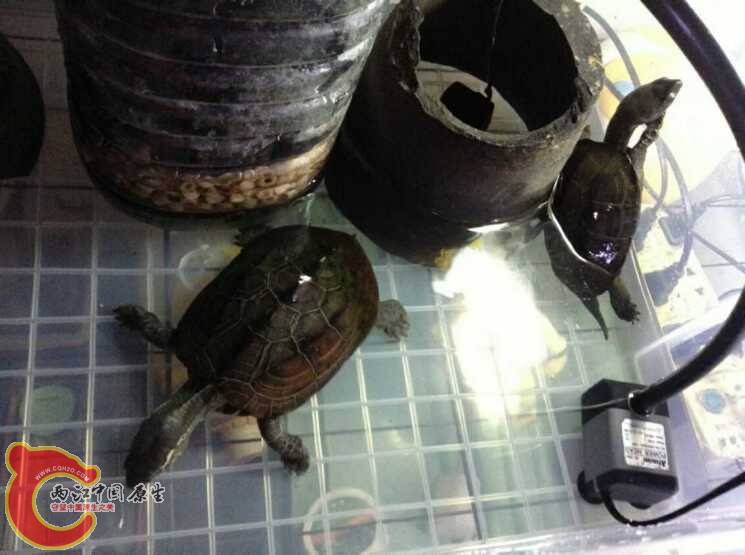 长大的样子