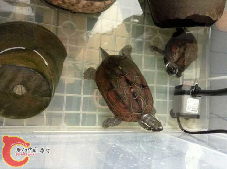 长大的样子