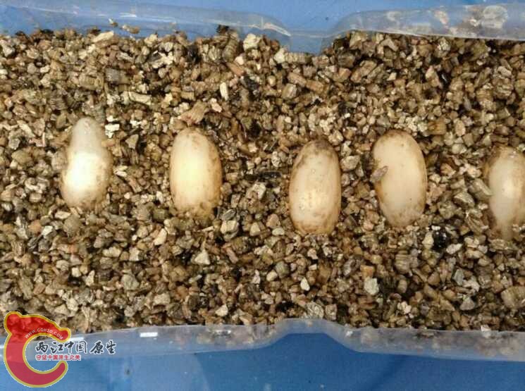 没有孵化成功
