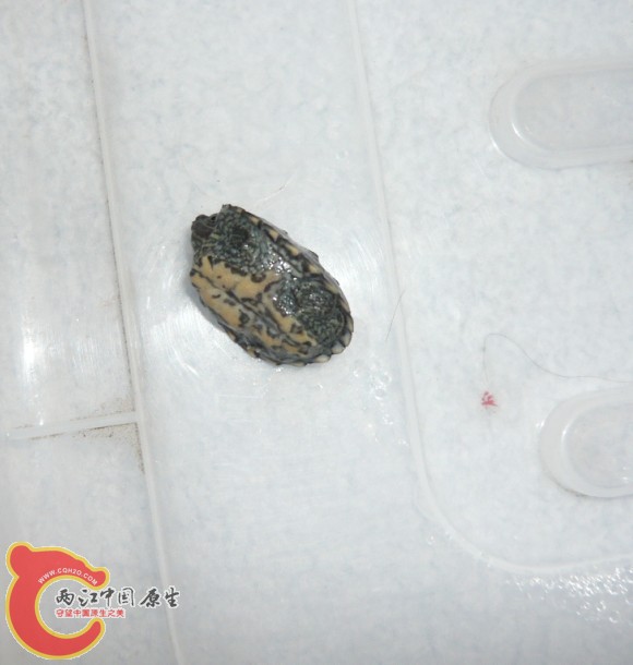 2天后1.jpg