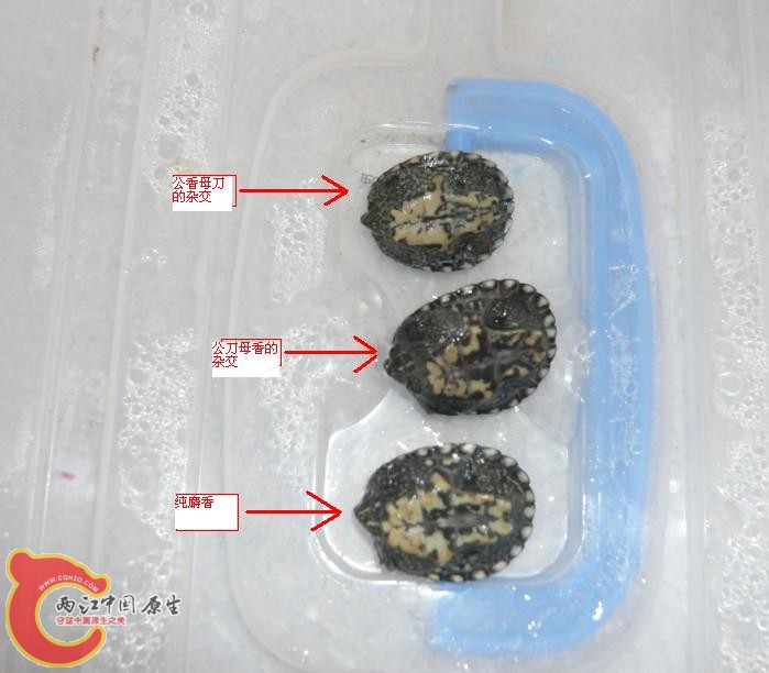 对比1.JPG