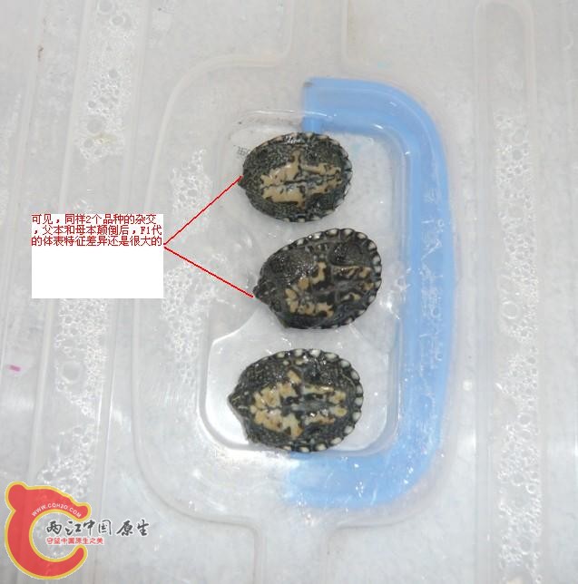 对比2.JPG