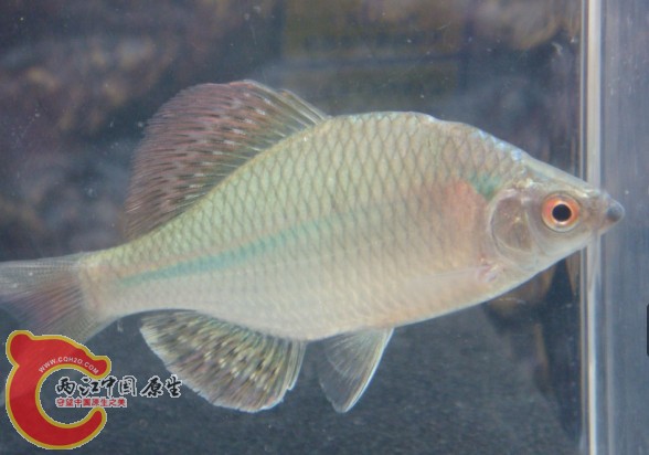 有须  是越南鱊么？