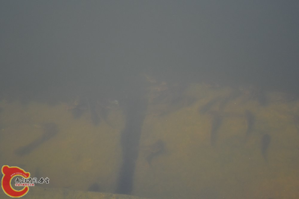 DSC_0297.JPG