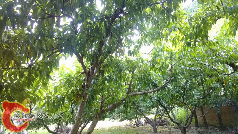 IMG_20130919_153235_副本.jpg IMG_20130919_153235_副本.jpg