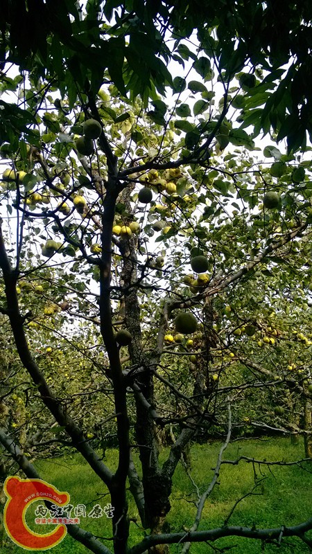 IMG_20130919_153321_副本.jpg IMG_20130919_153321_副本.jpg