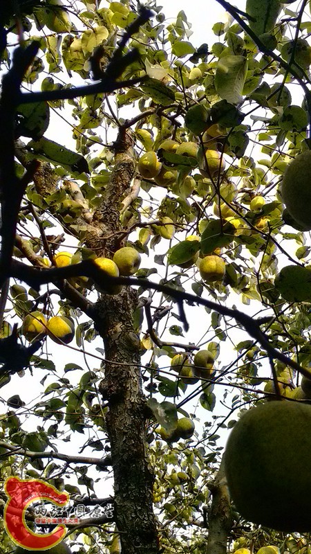 IMG_20130919_153416_副本.jpg IMG_20130919_153416_副本.jpg