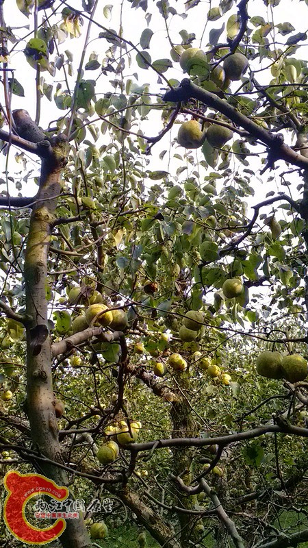 IMG_20130919_153506_副本.jpg IMG_20130919_153506_副本.jpg