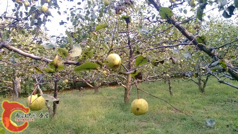 IMG_20130919_153551_副本.jpg IMG_20130919_153551_副本.jpg