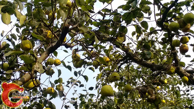 IMG_20130919_153604_副本.jpg IMG_20130919_153604_副本.jpg