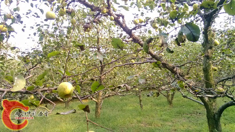 IMG_20130919_153615_副本.jpg IMG_20130919_153615_副本.jpg