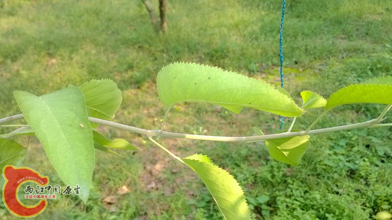 IMG_20130919_153840_副本.jpg IMG_20130919_153840_副本.jpg