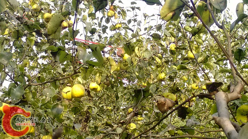 IMG_20130919_153854_副本.jpg IMG_20130919_153854_副本.jpg