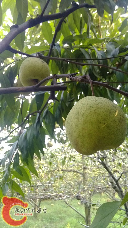 IMG_20130919_154303_副本.jpg IMG_20130919_154303_副本.jpg