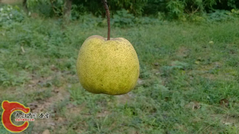 IMG_20130919_154826_副本.jpg IMG_20130919_154826_副本.jpg