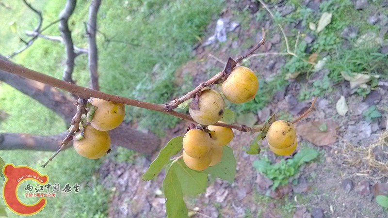 IMG_20130919_154055_副本.jpg IMG_20130919_154055_副本.jpg