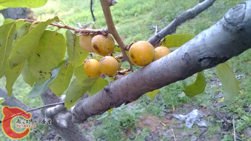 IMG_20130919_154128_副本.jpg IMG_20130919_154128_副本.jpg