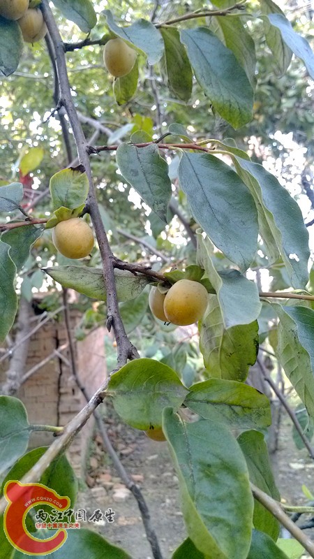 IMG_20130919_154444_副本.jpg IMG_20130919_154444_副本.jpg