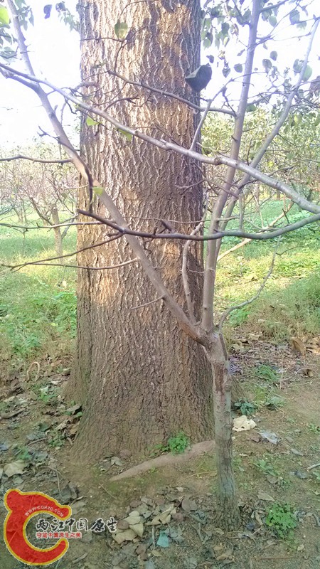 IMG_20130919_154646_副本.jpg IMG_20130919_154646_副本.jpg