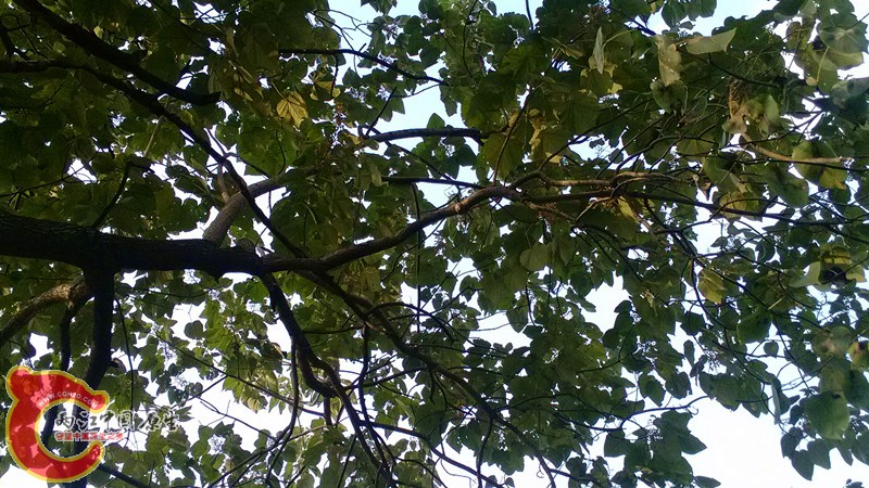 IMG_20130919_154741_副本.jpg IMG_20130919_154741_副本.jpg