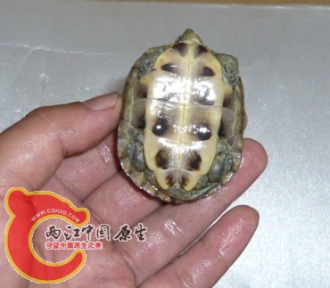 杂4.jpg