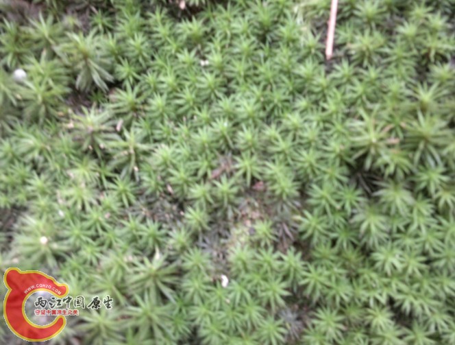 这什么苔藓