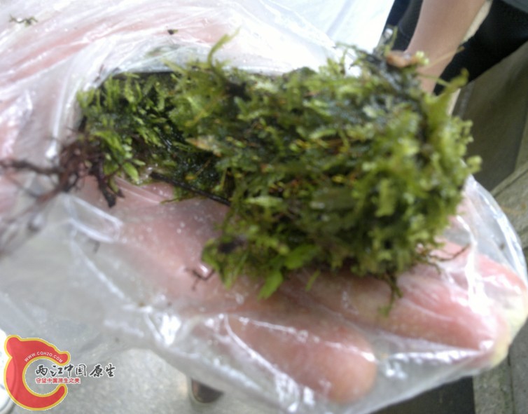 野采的MOSS