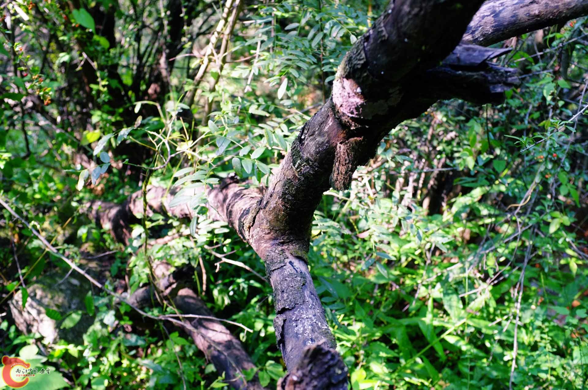DSCF0330.jpg