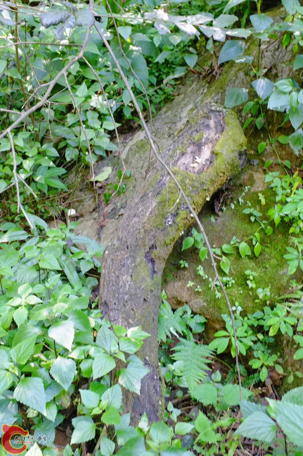 DSCF0335.jpg