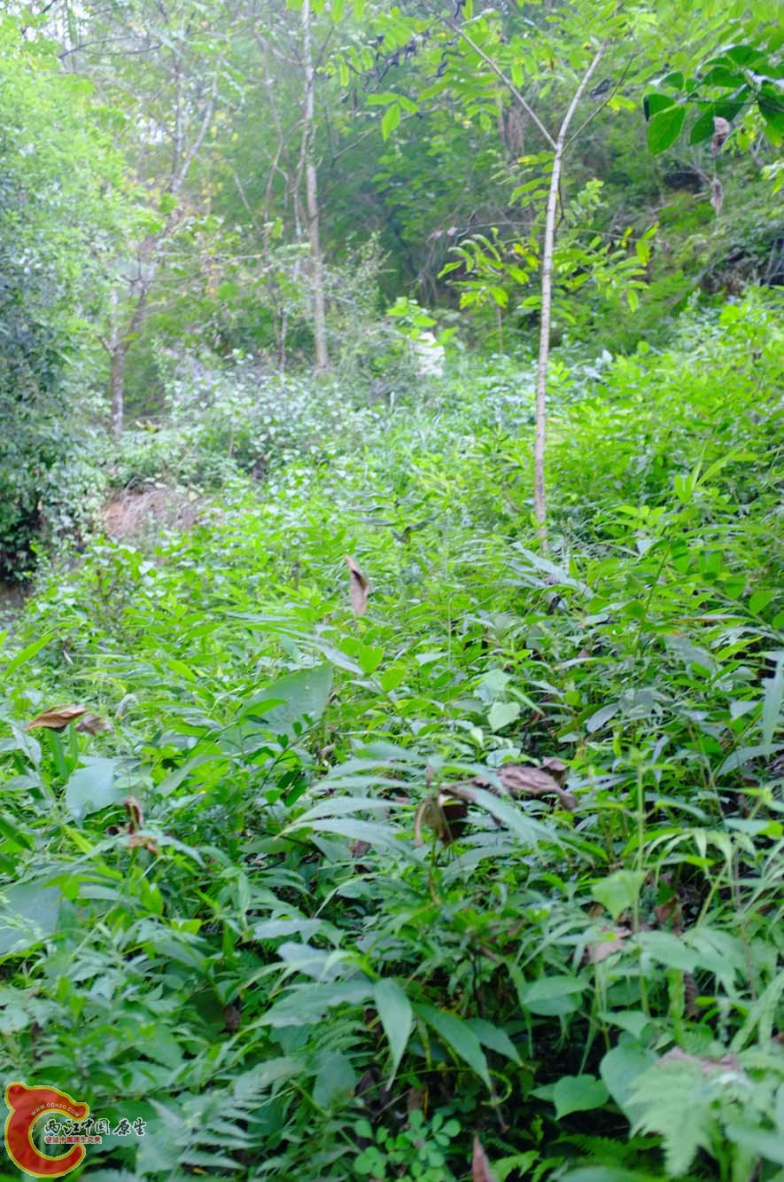DSCF0355.jpg