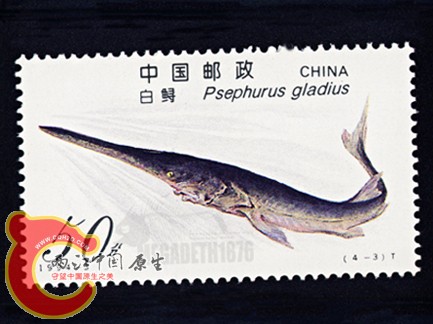 Psephurus Gladius 白鲟.jpg
