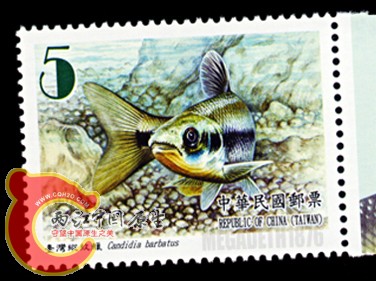 Candidia Barbatus 台湾纵纹鱲.jpg